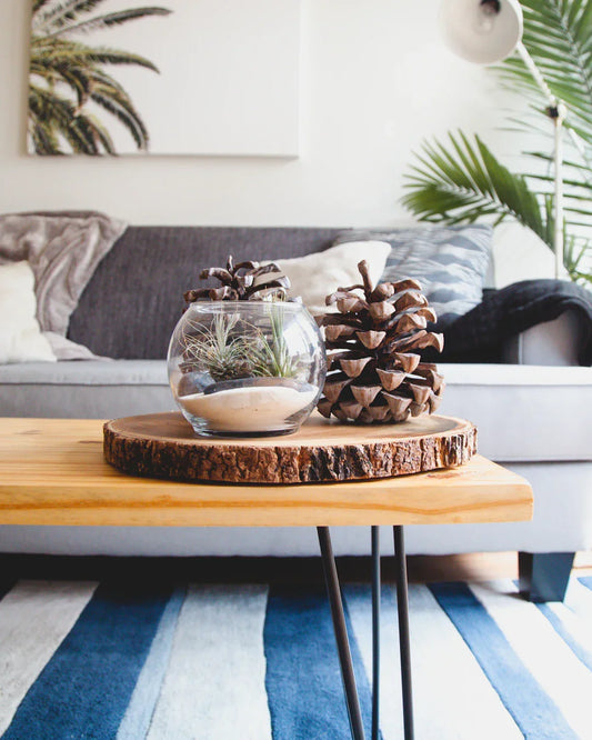 Modern living room with stylish wooden coffee table featuring decorative pinecones and glass terrarium highlighting AI-powered home cleaning solutions